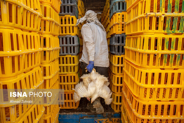 افزایش ظرفیت تولید مرغ در خوزستان / پیگیری واردات مرغ زنده از استان‌های معین