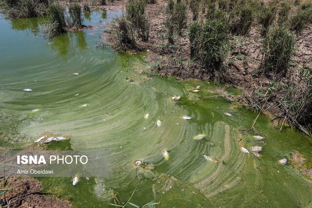 خسارت ۶۶۰ میلیارد تومانی خشکسالی به شیلات خوزستان