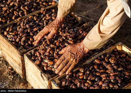 خرمای صادراتی استان خوزستان قیمت گذاری شد