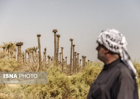 خسارات خشکسالی به نخیلات خوزستان به‌زودی پرداخت می‌شود