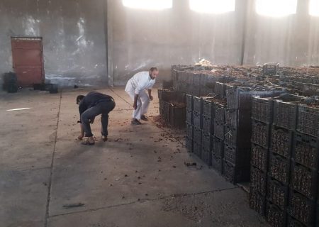 خرید بیش از ۱۱۰۰ تن خرما از نخلداران استان