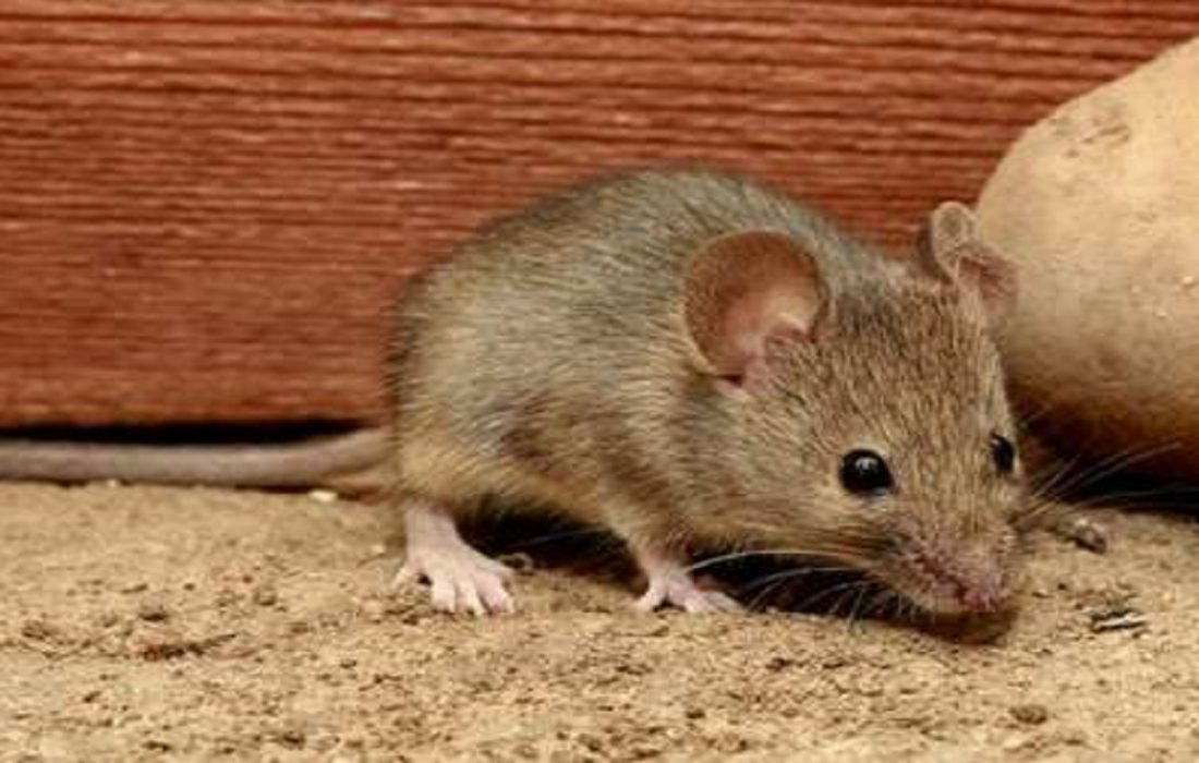 مبارزه با موش‌های فاضلاب در شوش