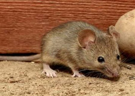 مبارزه با موش‌های فاضلاب در شوش