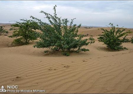 بیابان زدایی و درختکاری ۲۰۰۰ هکتار از اراضی استان خوزستان