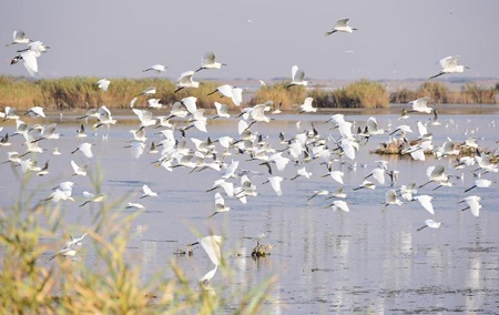 آماده‌باش یگان حفاظت محیط زیست خوزستان در فصل مهاجرت پرندگان