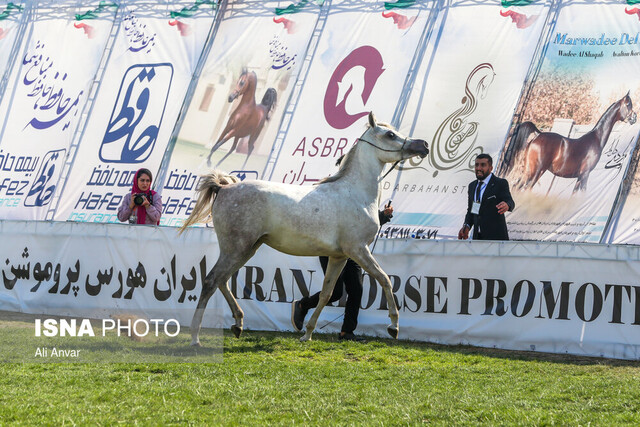 برگزاری دومین دوره مسابقات اسب اصیل ایرانی خوزستان