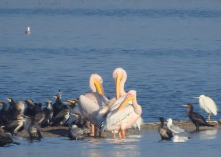سرشماری ۱۳۰ هزار پرنده مهاجر در تالاب‌های خوزستان