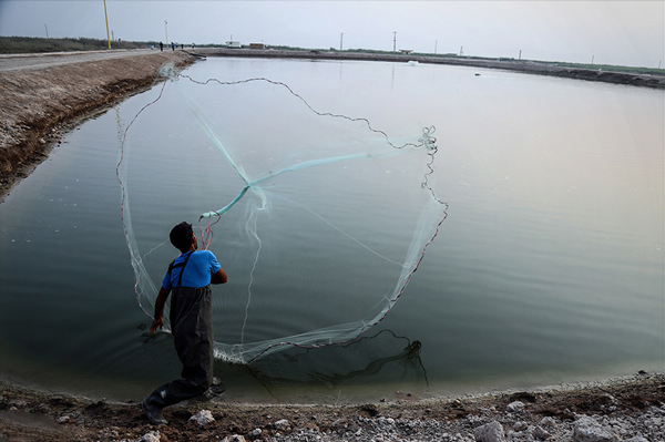 کشت‌های غیر نیشکری با زهاب نیشکر آبیاری می‌شوند/پرورش ماهی با زهاب گام دیگر نیشکر در مدیریت آب است