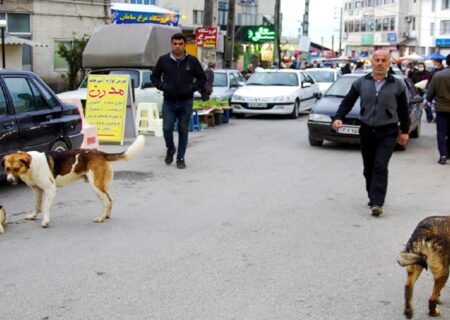 تلاش برای جمع آوری سگ‌های بلاصاحب در کارون