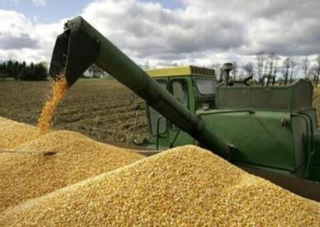 افزایش بیش از ۱۵ هزار تنی خرید گندم در رامشیر