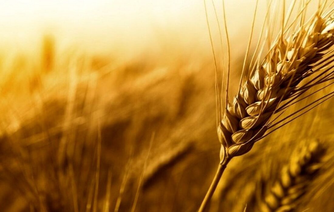 ثبت رکورد جدید در تاریخ کشاورزی خوزستان با تولید یک میلیون و ۶۵۰هزار تن گندم