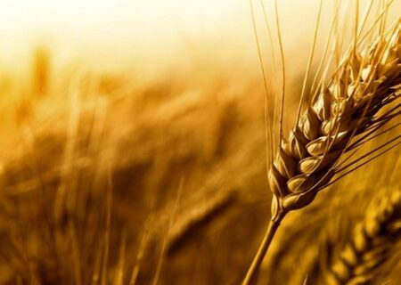 ثبت رکورد جدید در تاریخ کشاورزی خوزستان با تولید یک میلیون و ۶۵۰هزار تن گندم