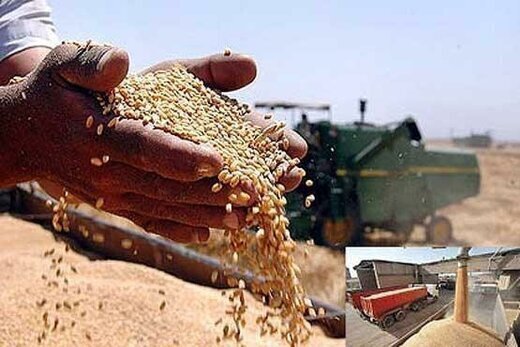 خرید گندم در خوزستان از یک میلیون و ۶۸۲ هزار تن گذشت￼